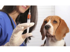 Dicas de vacinação para cães e gatos